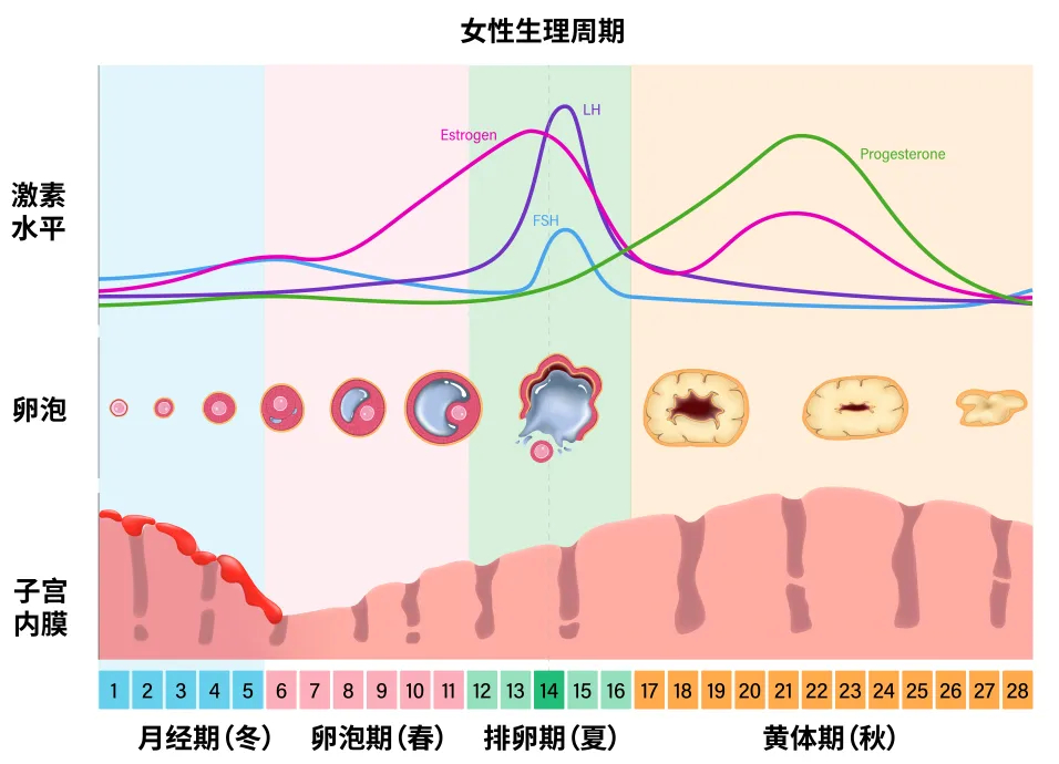 两个月才来月经正常吗？解读月经周期与健康的关联