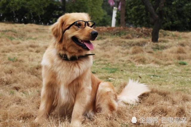 金毛的成长之旅，四个月大的金毛犬的特征与照顾指南